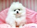 ตัวที่2คอกใหม่ล่าสุด30มีนาคม2556!!!"WHITE POMERANIAN TOP GRADEหน้าหมี"...