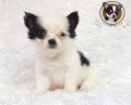 ♥ Chihuahua Male Long Coat สีขาว-ดำ ♥♥