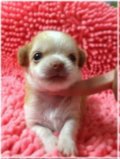 ปิดการขายค่ะน้องได้บ้านแล้วค่ะ ชิวาวาขนยาวเพศผู้ พร้อมใบเพ็ด สายเลือดจากฟาร์มSan...