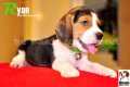 ลูกบีเกิ้ลคุณภาพจากบ้าน Miracle Beagle Kennel ตัวผู้ น้องไรอัน Ryan^^