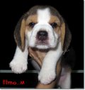 บีเกิ้ล ... Beagle ELMO