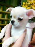 Chihuahuaสีขาวขนยาวเพศเมียแข็งแรงหน้าสั้นฟอร์มสวยราคากันเองครับ