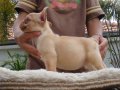 ลูก FRENCH BULLDOG ตัวเมีย สีครีม สายอเมริกา มีเพ็ดฯสมาคม***(ขายแล้วครับ)***