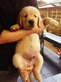 ลูกสุนัขโกลเด้นเพศผู้อายุ45วันโครงสร้างสวยขาใหญ่ขนแน่น สุขภาพดี ราคา6500ราคาคุยก...