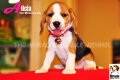 ลูกบีเกิ้ลคุณภาพจากบ้าน Miracle Beagle Kennel ตัวเมีย น้องอลิเซีย Alicia^^