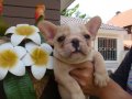 ลูก -----FRENCH BULLDOG------ตัวผู้ สีครีม สายอเมริกา มีเพ็ดฯ ***(ขายแล้วครับ)