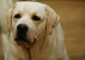 >>> ลาบราดอร์ รีทรีฟเวอร์ Elegant-Labradors <<<