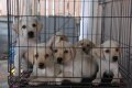 ขายลูกสุนัขพันธุ์ลาบราดอร์ สีฟางข้าว เกิด 23/2/56 ผู้ 7 เมีย 5 ทำวัคซีนเข็มแรกแล...