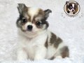 ♥♥ Chihuahua Male Long Coat ขาวน้ำตาล ♥♥