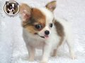 ♥♥♥ Chihuahua Female Long Coat ขาวน้ำตาล ♥♥♥