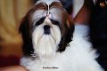 DD Shihtzu ขอบคุณที่รับเด็กๆ ชิสุห์น่ารักแข็งแรงได้มาตราฐานสายพันธุ์จาก DD Shiht...