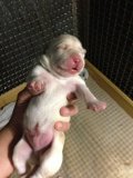 Ps Labrador Farm เปิดจองลูกสุนัขพันธุ์ลาบราดอร์ รีทรีฟเวอร์ ลูกพ่อแม่สายพันธุ์แช...