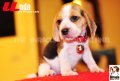 ลูกบีเกิ้ลคุณภาพจากบ้าน Miracle Beagle Kennel ตัวเมีย น้องอันดา Unda^^