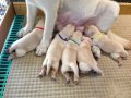 เปิดจองลูกสุนัขลาบราดอร์จากPs Labrador Farm พ่อแม่จบแชมป์ผ่านการตรวจโรคทางพันธุก...