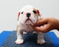  ขายลูกสุนัข bulldog ตัวอ้วนสั้น สายเลือดดี ราคาไม่แพง พ่อพันธ์ไทยแชมป์ นำเข้าจา...