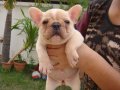 ---- FRENCH BULLDOG---ตัวเมีย สีครีม สายอเมริกา มีเพ็ดฯสมาคม **(ขายแล้วครับ)**