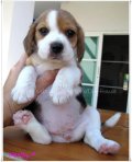 บีเกิ้ล Beagle ZORRO