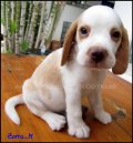 บีเกิ้ล Beagle ZORRO