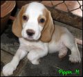 บีเกิ้ล Beagle PIPPIN