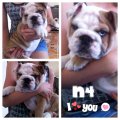 ิขายลูกสุนัข BullDog เพศผู้ ((สายพันธุ์โพธิ์ทอง))*****ปิดการขายแล้วค่ะ