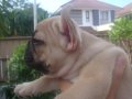 มีลูก--- FRENCH BULLDOG--- เพศเมีย มีเพ็ดฯสมาคม ***(ขายแล้วครับ)***