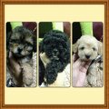 3 สาวแสนสวย ตัวเล็ก น่ารัก แข็งแรงสุดๆๆๆ พร้อมย้ายบ้านแล้วครับ