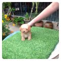 น้องจิ๋ว T-cup หน้าตุ๊กตา น่ารักมากค่ะ เล็กจิงค่ะ 8500. 0845338460 ปิดการขาย