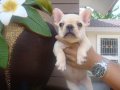 ------FRENCH BULLDOG------ ตัวเมีย สีครีม มีเพ็ดฯสมาคม (ขายแล้วครับ)