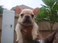 FRENCH BULLDOG ตัวเมีย สีครีม มีเพ็ดฯ (ขายแล้วครับ)