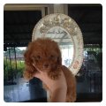 ด.ญ ถั่วพลู หน้าตุ๊กตา ไซส์ Toy แท้ค่ะ 3900..0845338460 ค่ะ