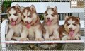 Siberian Husky สีCopper ตาฟ้า
