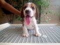 ขายบีเกิลน่ารัก แข็งแรง ติดต่อ 080-3383930 (คอกใหม่)