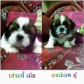 ShihTzu Toy ผู้1เมีย1สีสวยขนแน่นลายเท่ห์ๆราคากันเองพร้อมย้ายบ้านครับ