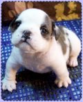 ((เปิดจอง)) ลูกสุนัข **BullDog สายเลือดไทยแชมป์**