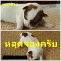 ลูกดุ๊กดิ๊ก+ไตตั้น 2 ตัวสุดท้ายครับ