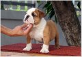 ขายลูกสุนัข bulldogสวยๆ สายเลือดแชมป์