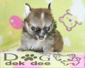 (บ้านด็อกเด็กดี www.dogdekdee.com) ดช.ชีต้า(ขายแล้ว)