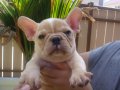 ลูก------FRENCH BULLDOG-----ตัวเมีย สีครีม สายอเมริกา (ขายแล้วครับ)