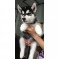 Update!!น้อง ชาย Siberians Husky 45 วัน ราคาพิเศษ!!!!