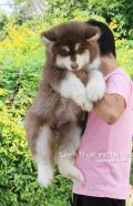 อลาสกัน Alaskan Male Age 2 months 5x,xxx 