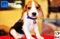 ลูกบีเกิ้ลคุณภาพจากบ้าน Miracle Beagle Kennel ตัวผู้ น้องภูผา