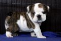 ขายลูกสุนัข **BullDog สายเลือดไทยแชมป์**