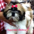 SUPERSTAR SHIHTZU  แบ่งจำหน่ายลูกสุนัขชิสุห์เกรดคุณภาพ สวยๆ  