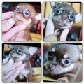 Chihuahuaสีช๊อคแทนเพศเมียมีใบเพ็ดจ้าสนใจสอบถามได้นะครับ