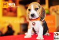 ลูกบีเกิ้ลคุณภาพจากบ้านMiracle Beagle Kennelตัวเมีย น้องเอเวอรี