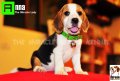 ลูกบีเกิ้ลคุณภาพจากบ้าน Miracle Beagle Kennel ตัวเมีย น้องแอนนา