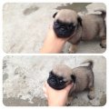 น้องปั๊กจ้า ผู้3 เมีย1 ตัวละ 4000 สนใจติดต่อ 0895548793