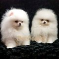 คลอกใหม่ๆเพศเมียมาแล้ว"WHITE POMERANIAN TOP GRADE หน้าหมี"