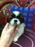 ShihTzu-Girl-A ชิสุทอยเพศเมียแข็งแรงพร้อมส่งราคากันเอง