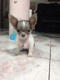 ชิวาวาทีคัพ